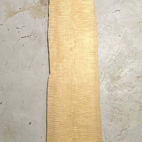 Riegelahorn flamed maple - riegelahorn,